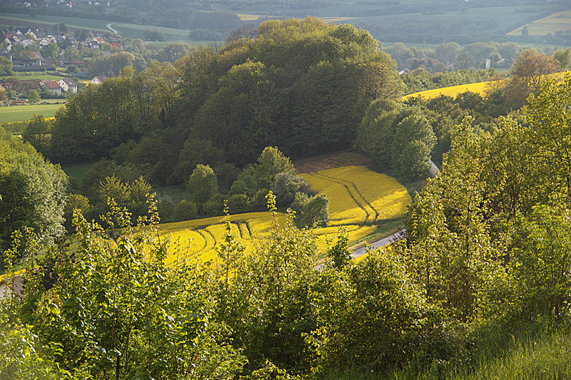 Feld