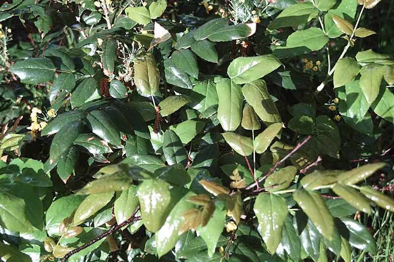 Ilex
