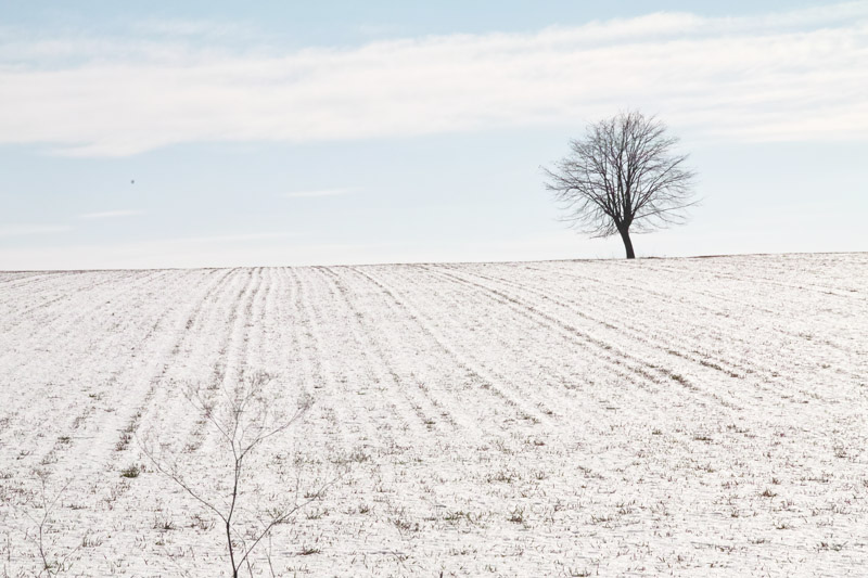 baum