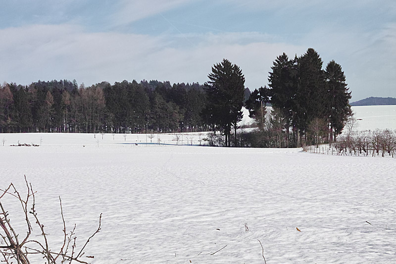 wald-im-vorfruehling