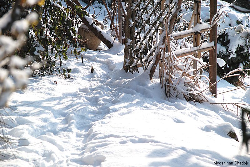 Roji im Schnee