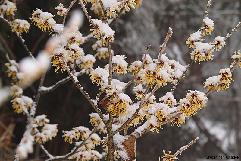Hamamelis