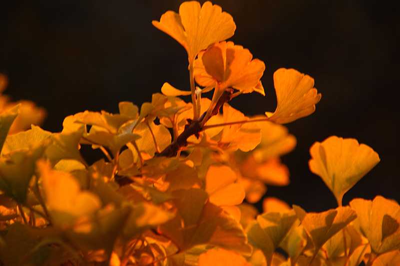 http://www.teeweg.de/blog/wp-content/uploads/2014/11/Ginko.jpg